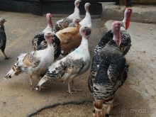 прогулка по новой территории