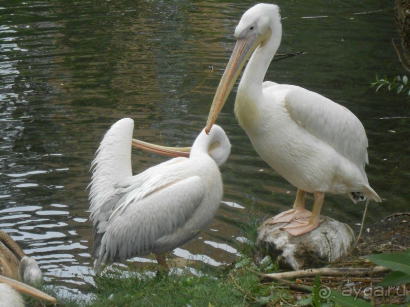 прогулка по новой территории прогулка по новой территории