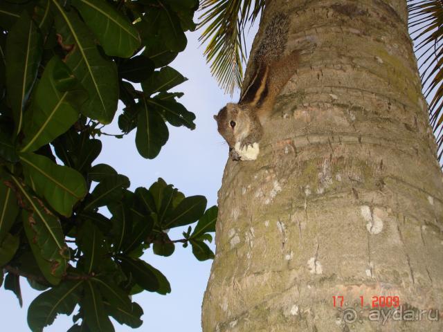 фото Centara Ceysands Resort & Spa Sri Lanka