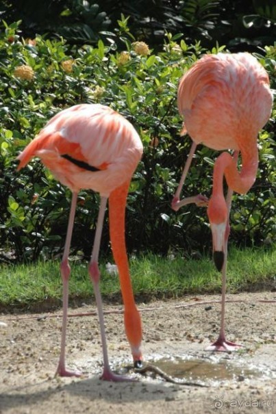 фото Iberostar Punta Cana