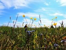 По Карелии дикарями