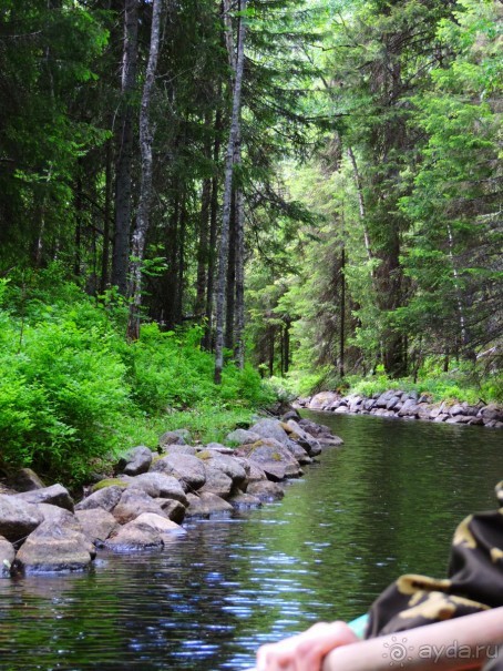 По Карелии дикарями