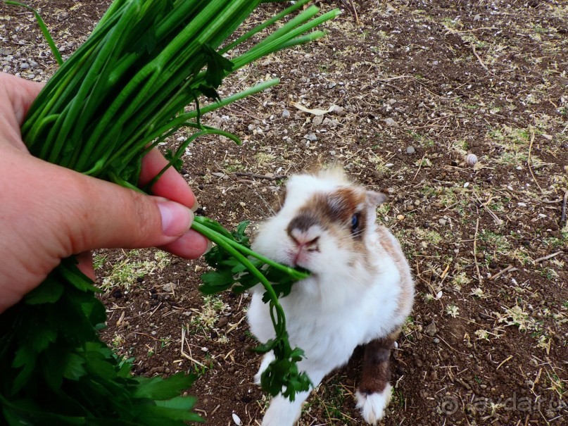 Крым на авто