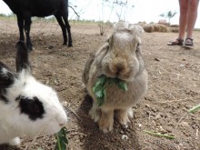 Сакский р-он, Кроликопарк