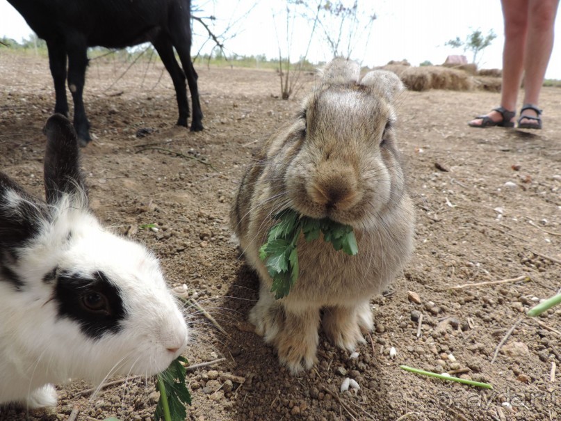 Альбом отзыва "Крым на авто"