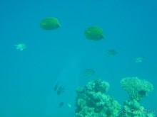 фото Otium Pyramisa Beach Resort Sahl Hasheesh