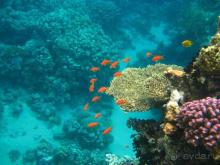 фото Coral Beach Resort Montazah