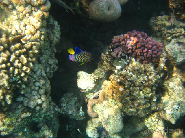 Arabella Azur (ex. Iberotel Arabella)