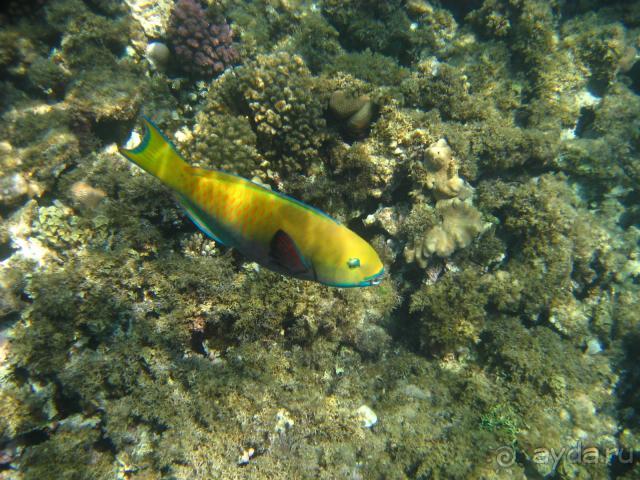 Arabella Azur (ex. Iberotel Arabella)