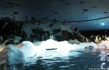 фото Jardines de Nivaria