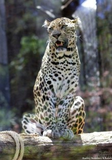 фото Jardines de Nivaria