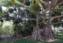 фото Jardines de Nivaria