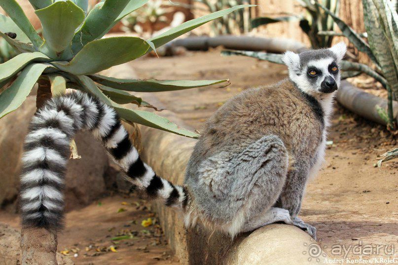 Лемурятник