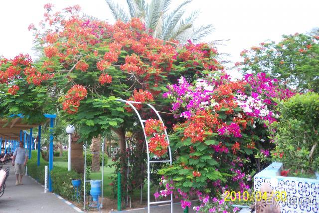 фото Albatros Sharm Resort