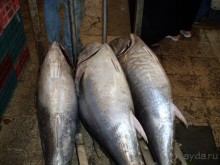 ТУНИС в апреле 2012г.