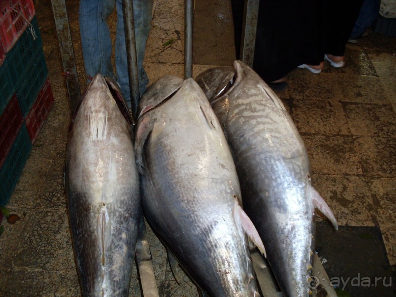 ТУНИС в апреле 2012г.