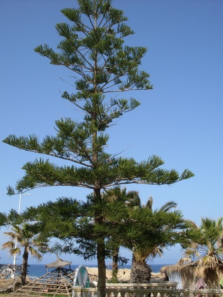 ТУНИС в апреле 2012г.