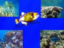 Еда в некоторых отелях Египта может быть опасна!!!