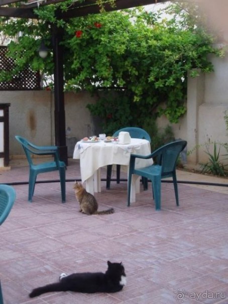 Завтрак с кошками