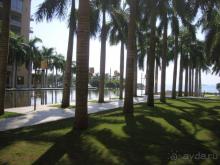 Mangrove Tree Resort