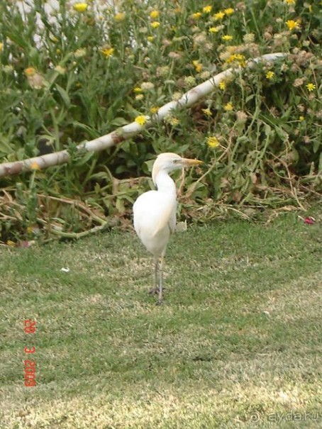 фото Ali Baba Palace