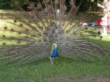 Ах, как хочется вернуться…