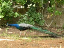 Ах, как хочется вернуться…