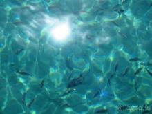 фото Pickalbatros Aqua Blu Hurghada