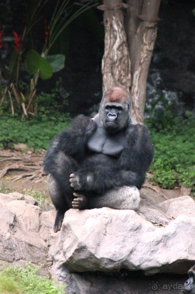  На Тенерифе самостоятельно. Часть первая. Север.