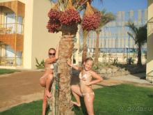 Desert Rose