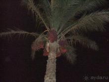 Desert Rose