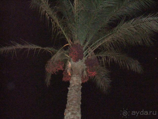 фото Desert Rose Resort