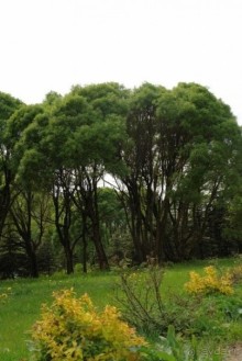 природа в Сабурово