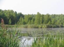 Лесное озеро