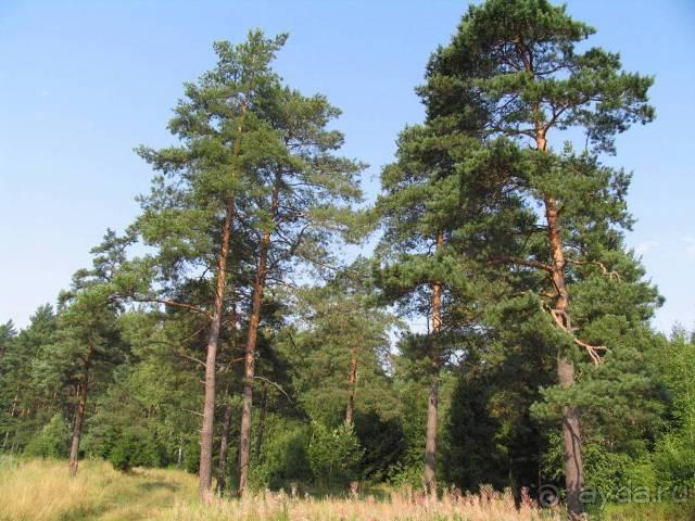 фото Saman Villas