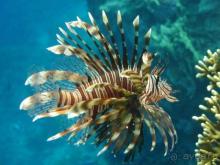 фото Sharm Cliff Resort