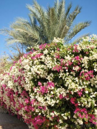 фото Domina Coral Bay Prestige