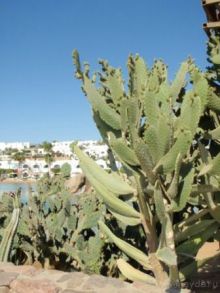 фото Domina Coral Bay Prestige