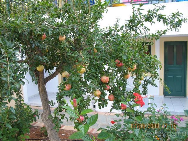 фото Chrissi Amoudia