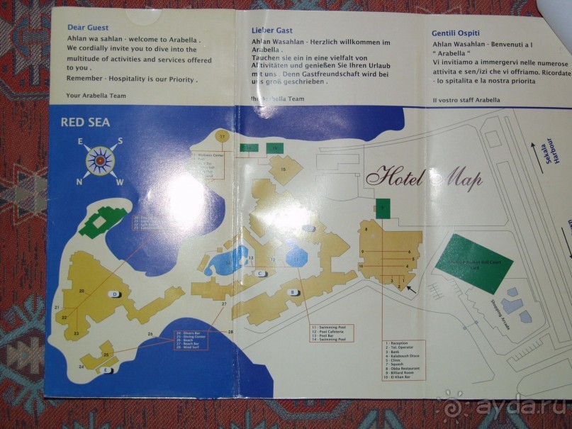 фото Мимоза