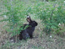 хороший, уютный, семейный отель