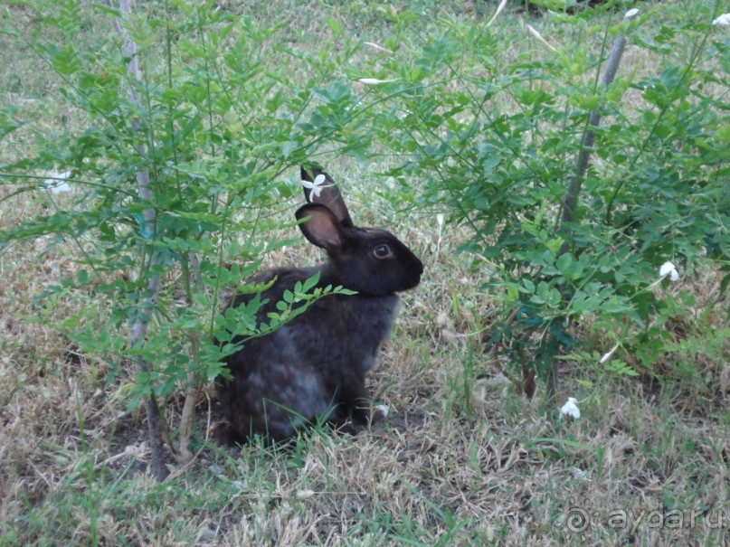 хороший, уютный, семейный отель
