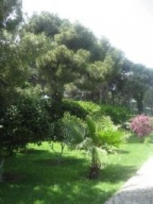 Дорожка в парке