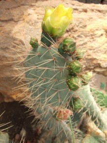 фото Sheraton Sharm Hotel, Resort, Villas & Spa