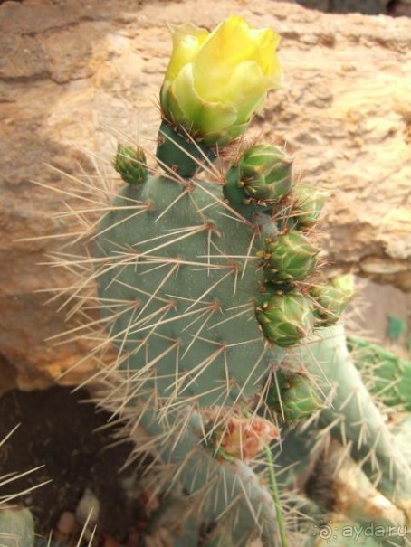 фото Sheraton Sharm Hotel, Resort, Villas & Spa