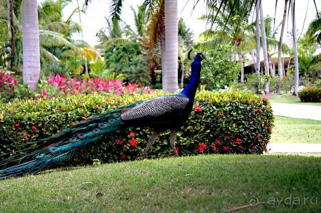 фото Melia Caribe Beach Resort