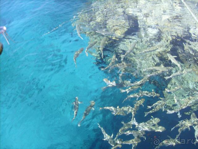 фото Siva Sharm Resort & Spa