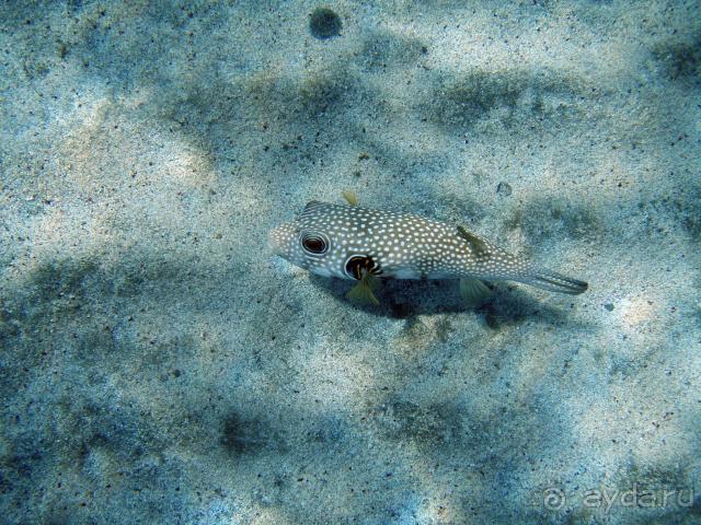 фото Abou Dabbab