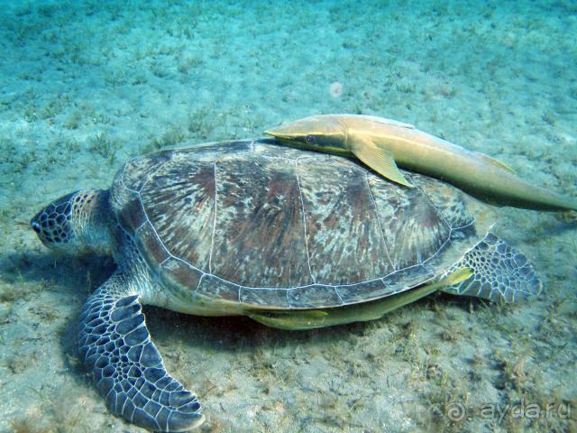 фото Abou Dabbab