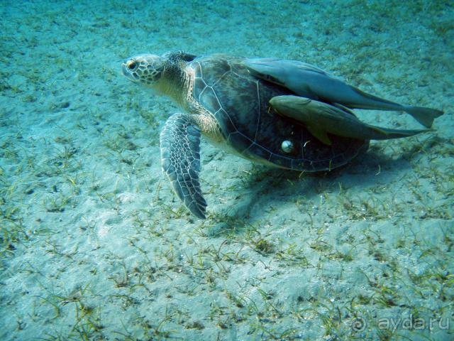 фото Abou Dabbab